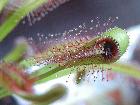 Galerie Drosera capensis typ 'broad leaf' Blatt.jpg anzeigen.