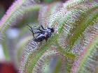 Galerie Drosera capensis typ 'broad leaf'.jpg anzeigen.