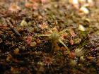 Galerie Drosera pygmaea.jpg anzeigen.